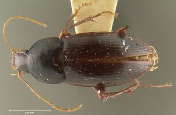 Media type: image;   Entomology 28681 Aspect: habitus dorsal view